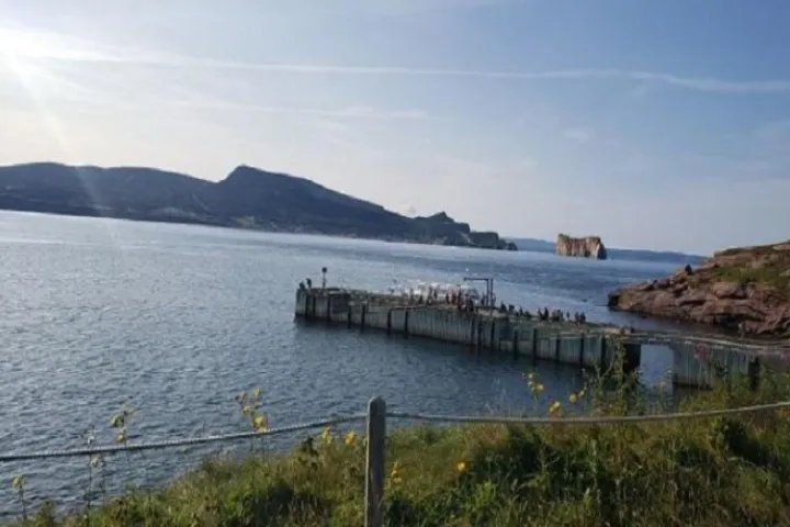 بازگشت مرغ‌های ماهی‌خوار به جزیره Bonaventure کبک