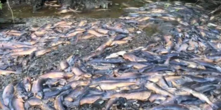 از تلف شدن ده‌ها هزار ماهی در بریتیش کلمبیا تا افزایش محبوبیت محافظه‌کاران
