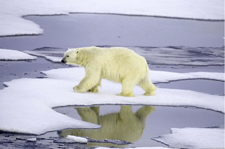 کاهش ۲۷ درصدی جمعیت خرس‌های قطبی در خلیج‌هادسن کانادا