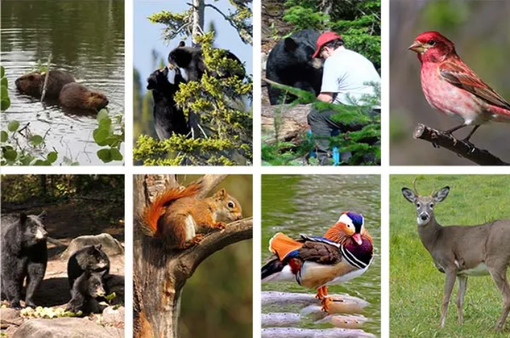 پنج مکان ایده‌آل برای تماشای حیات وحش در کبک