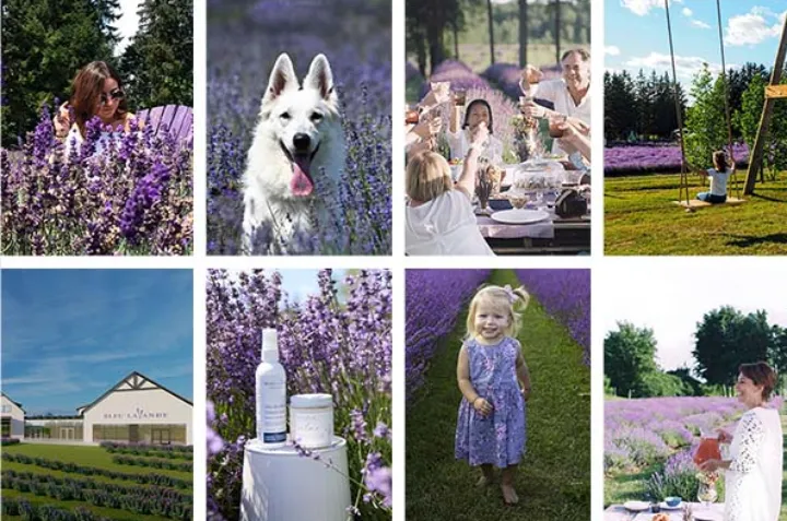 معرفی زیباترین مزارع اسطوخودوس در کبک