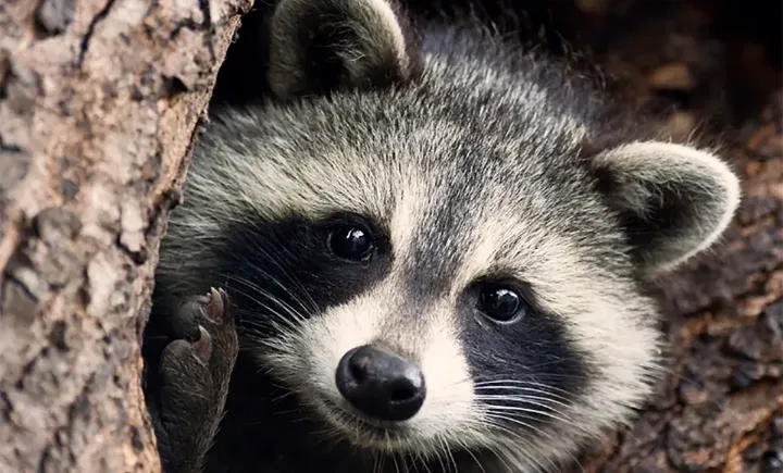 تورنتو در محاصره ۲۰۰ هزار راکون گرسنه