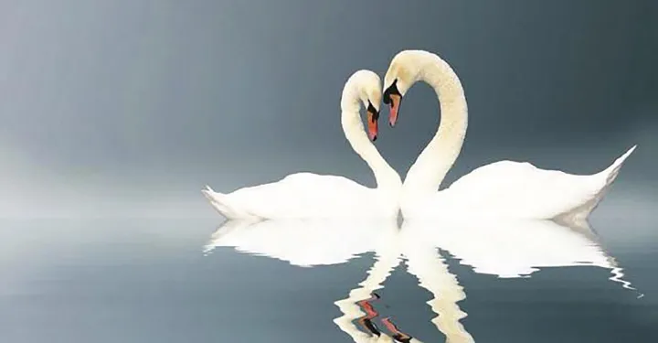 قو پرنده عجیبیه؛ درعین زیبایی و فریبندگی، سمبل عشقه