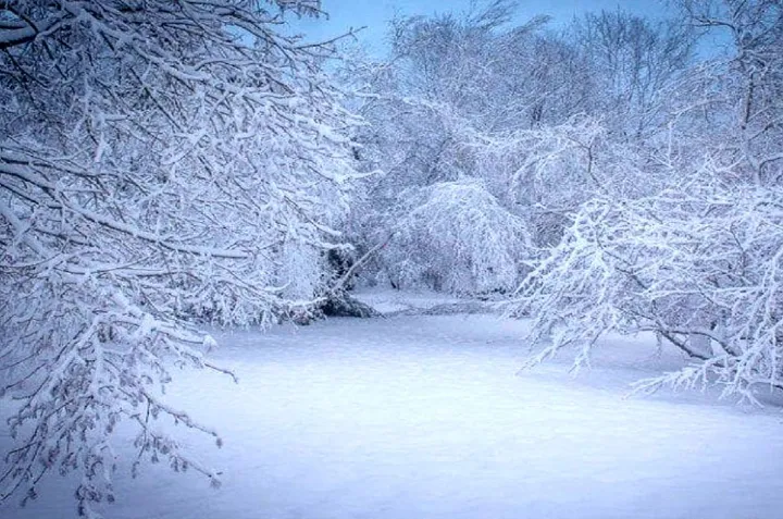 کبوتران سپید