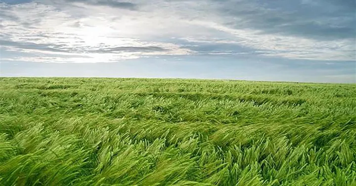 داستان کوتاه؛ بی‌سرزمین‌تر از باد