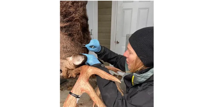 افزایش قابل توجه بیماری لایم در مونترال