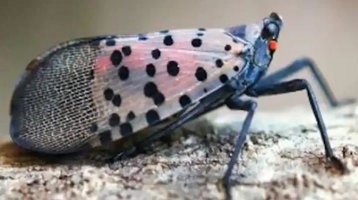 شاید تابستان امسال با حشرات زیان‌بار بیشتری روبه‌رو باشیم