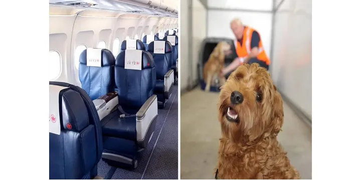 چالش‌های ایرانیان برای انتقال حیوان خانگی به کانادا