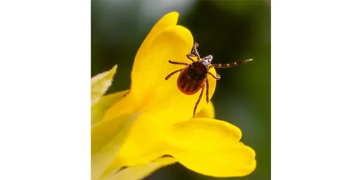 چند توصیه برای در امان ماندن از کنه ناقل لایم