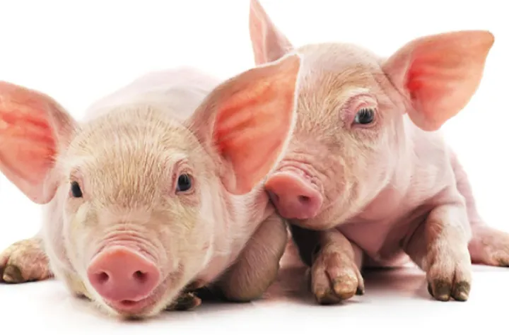 دولت فدرال می‌خواهد محدودیت‌های مربوط به شبیه‌سازی حیوانات برای صنعت غذایی را بردارد
