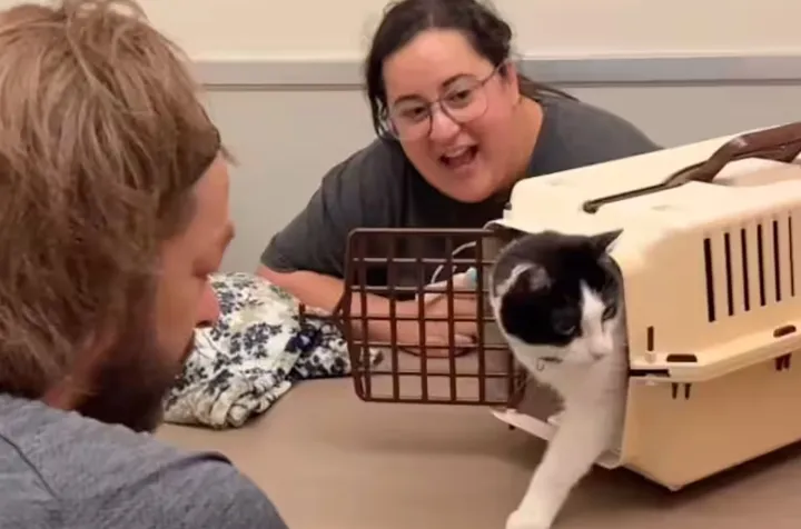 این گربه گم‌شده بعد از هشت سال به خانه‌اش در مونترال بازگردانده شد