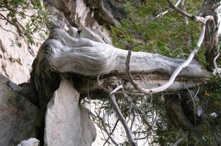 با کهنسال‌ترین و بلندترین درختان انتاریو آشنا شوید