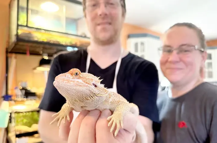 این زوج مونترالی خزندگان را به‌عنوان حیوان خانگی نگهداری می‌کنند