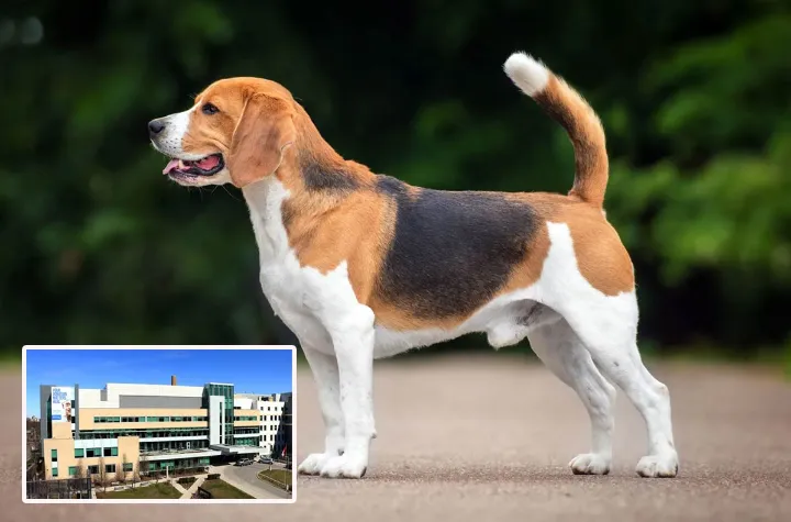 داگ فورد: شکنجه‌ی سگ‌ها، به نام علم، را متوقف کنید